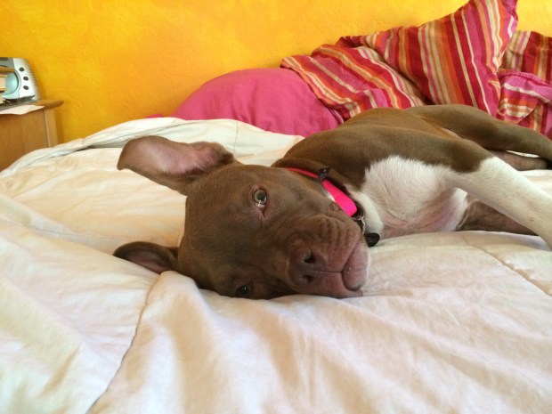 Our latest foster dog, Daisy